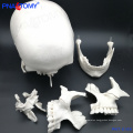 PNT-0158 adult skull model,22 parts high quality